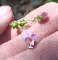 Penstemon australis, photograph (c) Raven Dandridge, some rights reserved (CC BY)
