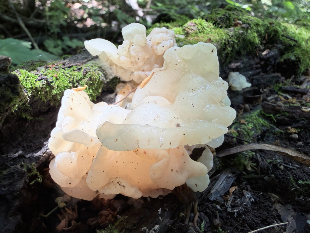 white jelly fungus · July 2026 · photo: Photo: (c) Erica Tava Johnson, some rights reserved (CC BY) · iNaturalist