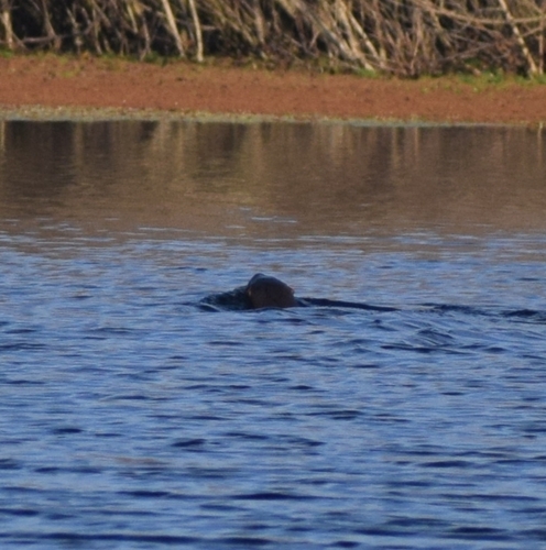 Central Neotropical River Otter