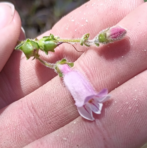 Penstemon australis, photograph 6