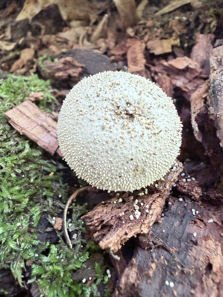 common puffball · July 2026 · photo: Photo: (c) Erica Tava Johnson, some rights reserved (CC BY) · iNaturalist