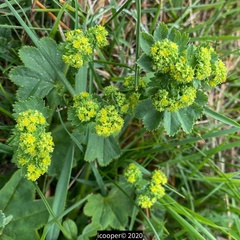 Alchemilla mollis
