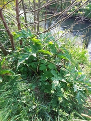 Heracleum mantegazzianum