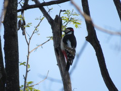 Dendrocopos major