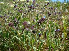 Anchusa arvensis orientalis