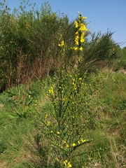 Cytisus scoparius