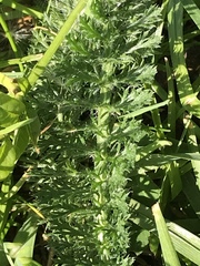 Achillea millefolium