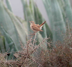 Cercotrichas galactotes