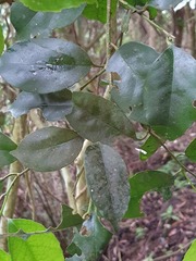 Ilex ficoidea