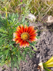 Gazania × splendens