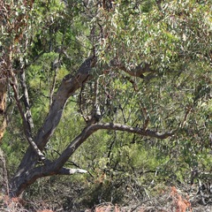 Eucalyptus prava
