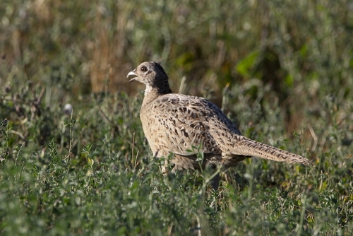 Ring-necked Pheasant