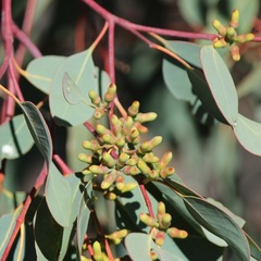 Eucalyptus prava