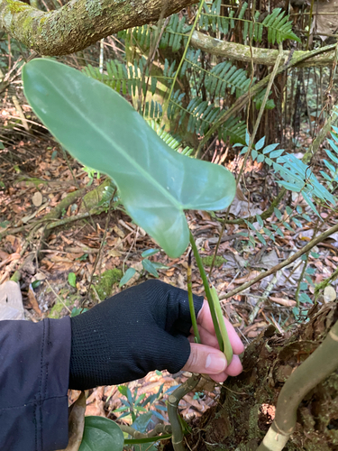 Philodendron minarum