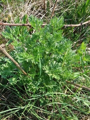 Artemisia vulgaris