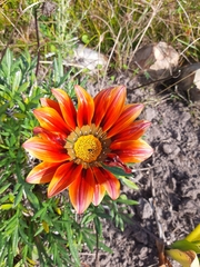 Gazania × splendens