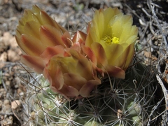 Sclerocactus pubispinus