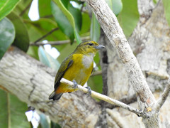 Euphonia rufiventris