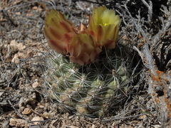 Sclerocactus pubispinus