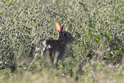 Eastern Cottontail