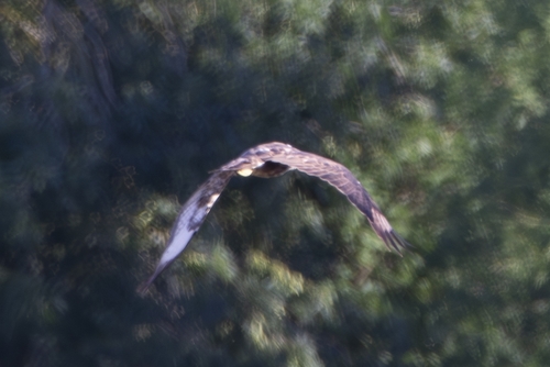 Common Buzzard