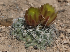 Sclerocactus pubispinus
