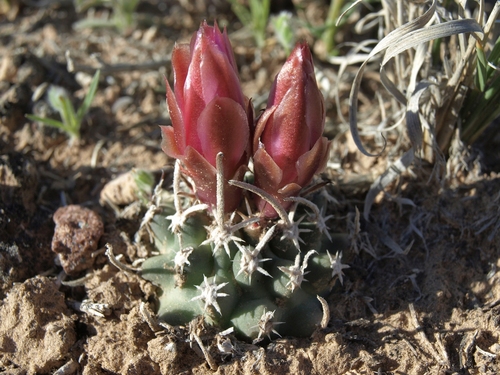 Sclerocactus blainei
