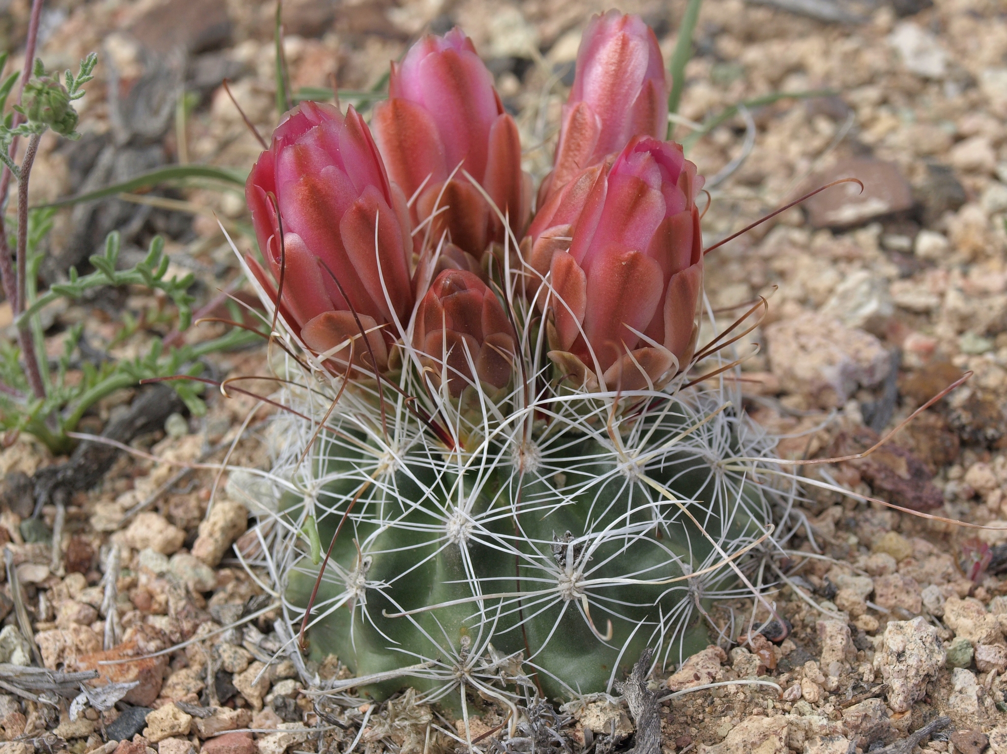 Sclerocactus nyensis