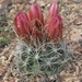 Nye County Fishhook Cactus - Photo (c) Jim Morefield, some rights reserved (CC BY)