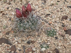 Sclerocactus nyensis