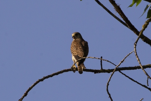 Eurasian Kestrel