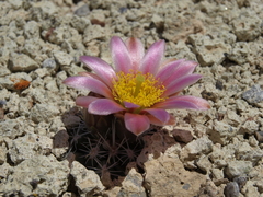 Sclerocactus nyensis
