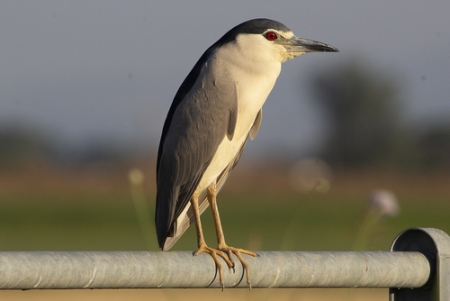 Black-crowned Night Heron
