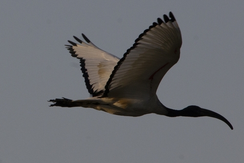 African Sacred Ibis
