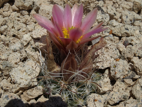 Sclerocactus brevihamatus - Wikipedia