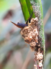 Phaethornis ruber ruber