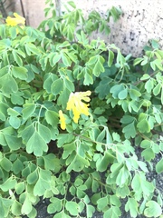 Pseudofumaria lutea