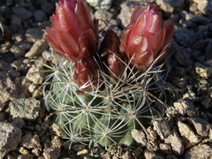 Sclerocactus nyensis