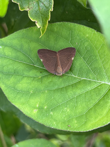 Pochazia shantungensis