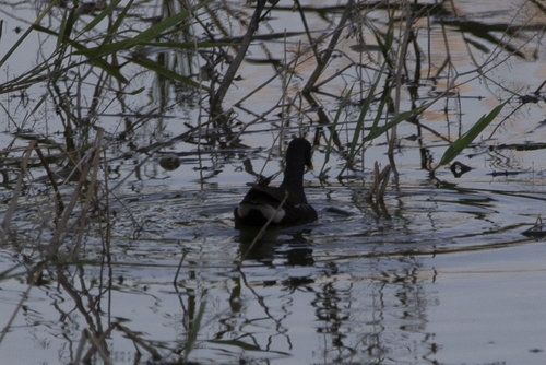 Common Moorhen