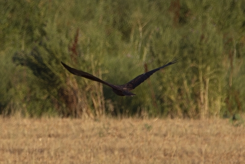 Western Marsh Harrier