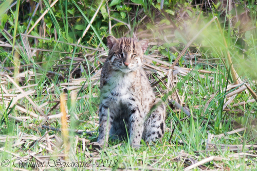 Fishing Cat (Prionailurus viverrinus)