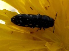 Acmaeodera saxicola minoa
