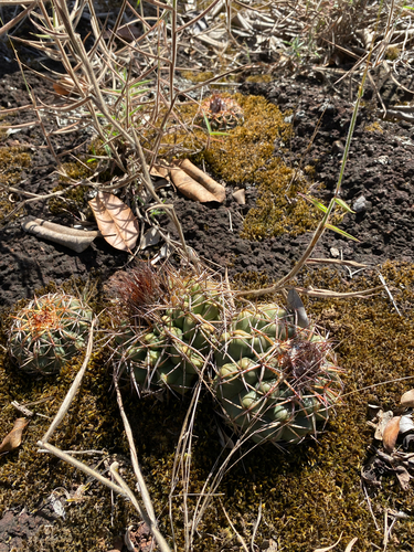 Discocactus catingicola