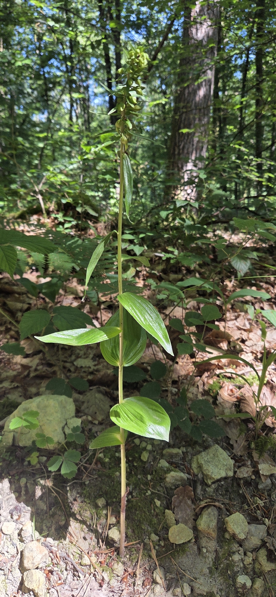 Epipactis helleborine