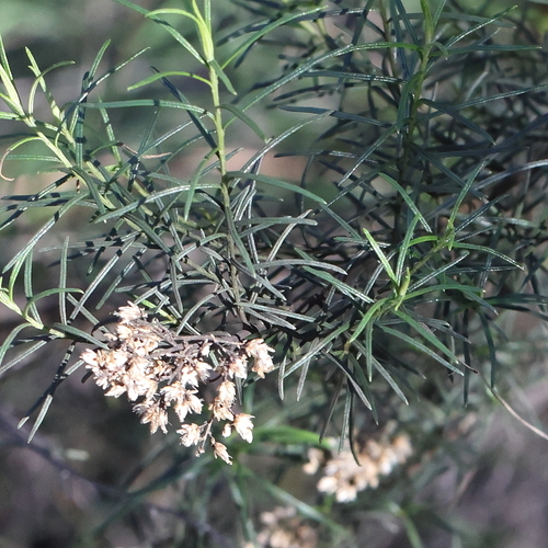 Cassinia quinquefaria observed 2026-07-04