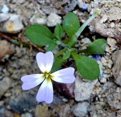 Malcolmia chia