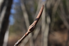 Viburnum cassinoides image