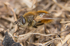 Tachina lurida