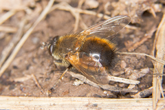 Tachina lurida
